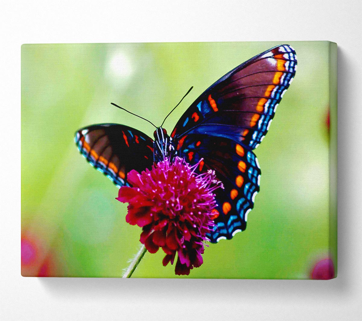 Colourful Butterfly Flower – Wallart-direct