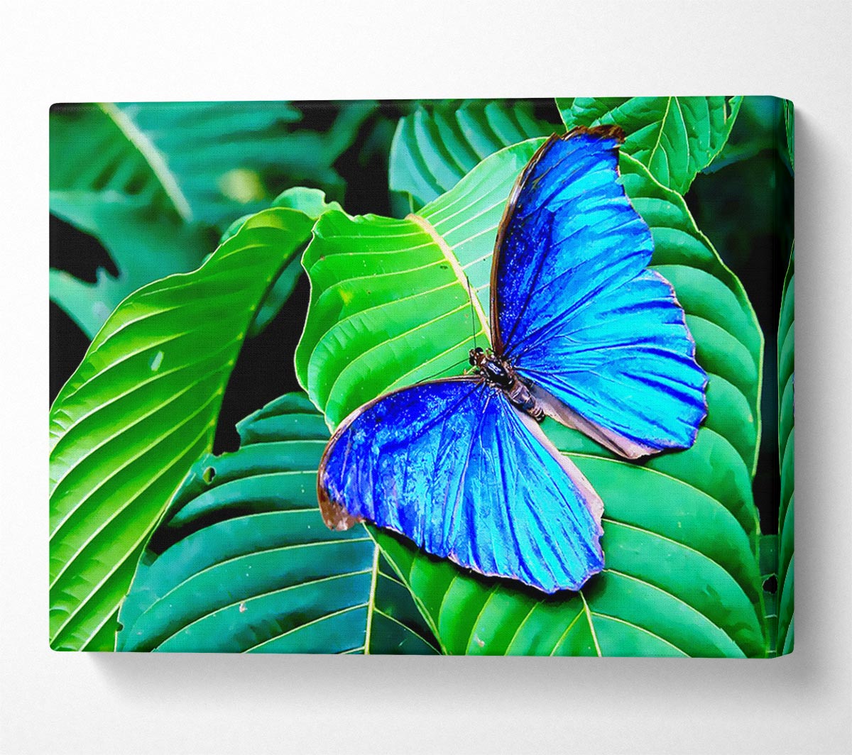 Stunning Blue Butterfly WallartDirect