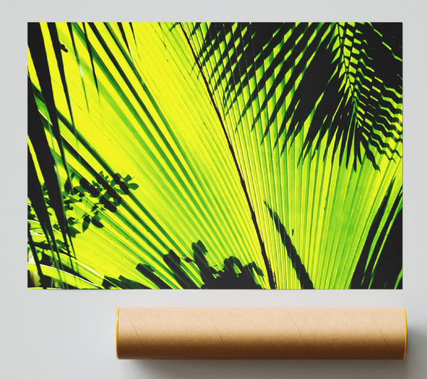 Lime Palm Tree