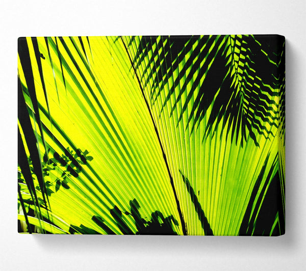 Lime Palm Tree