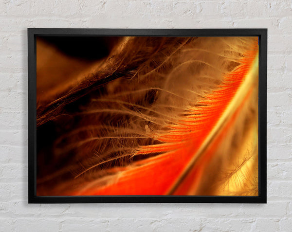 Orange Feather Macro