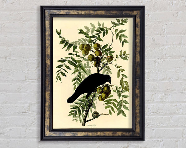 Audubon American Crow Plate 156