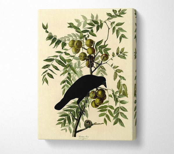 Audubon American Crow Plate 156