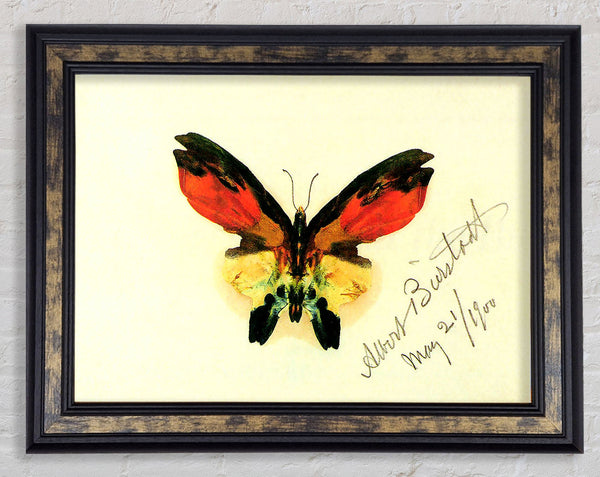 Bierstadt Butterfly 2