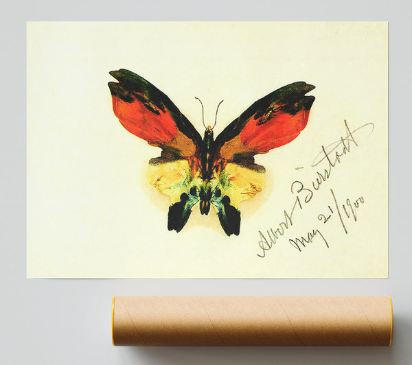 Bierstadt Butterfly 2