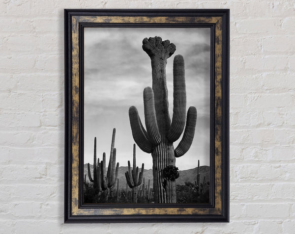 Ansel Adams Cactus In Saguaro National Monument In Arizona B n W