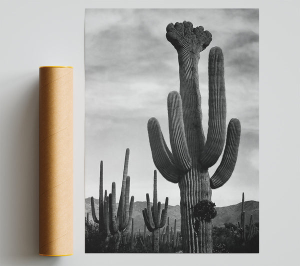 Ansel Adams Cactus In Saguaro National Monument In Arizona B N W