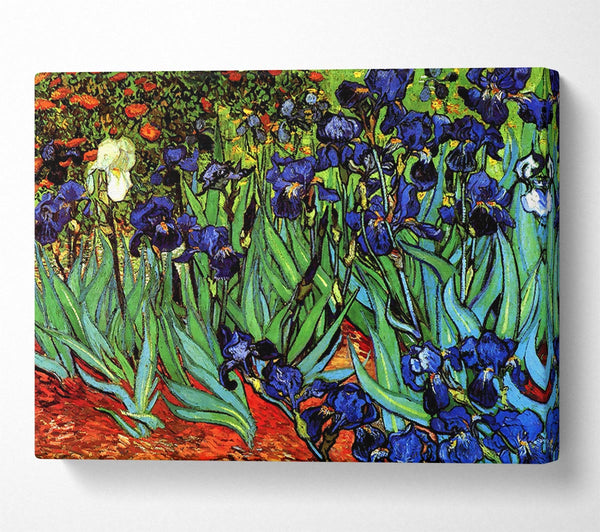 Van Gogh Irises 2