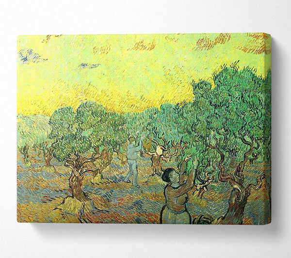 Van Gogh Olive Pickers In A Grove