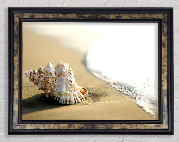 Whelk Shell On The Beach 2