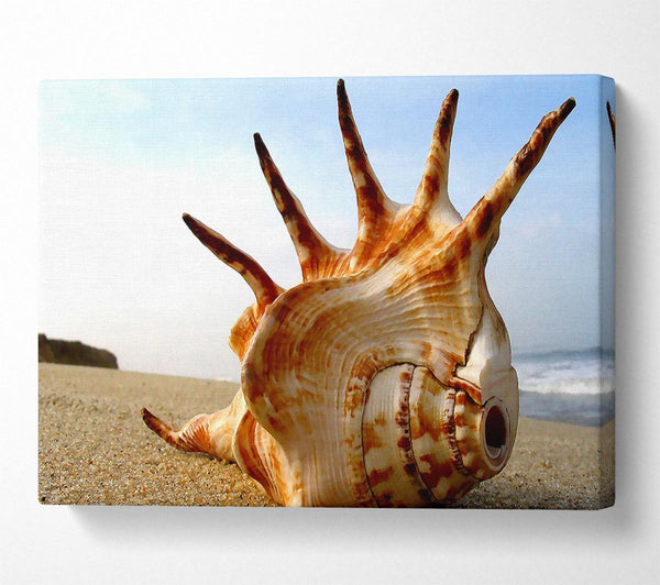 Whelk Shell On The Beach