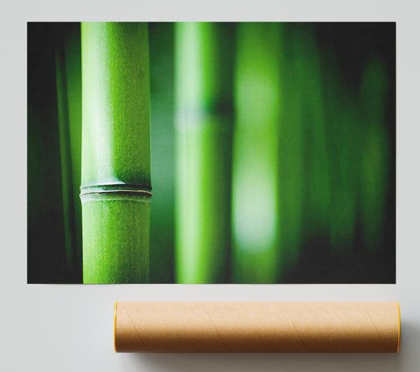 Green Bamboo Close-Up