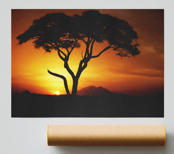 African Tree In Golden Sunlight