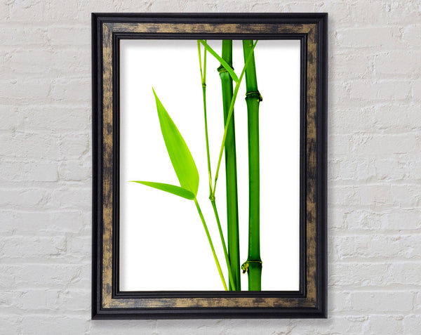 Bamboo Cane