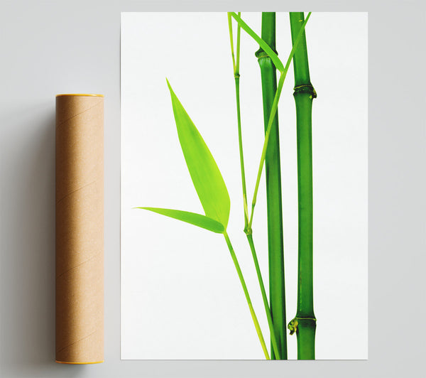 Bamboo Cane