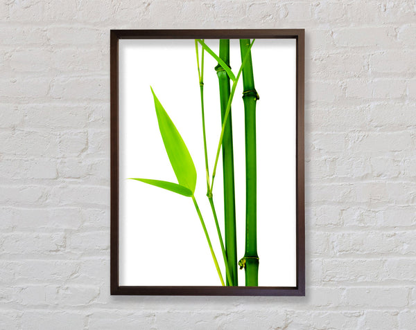 Bamboo Cane