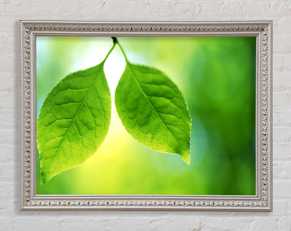 Duo Tree Leaves