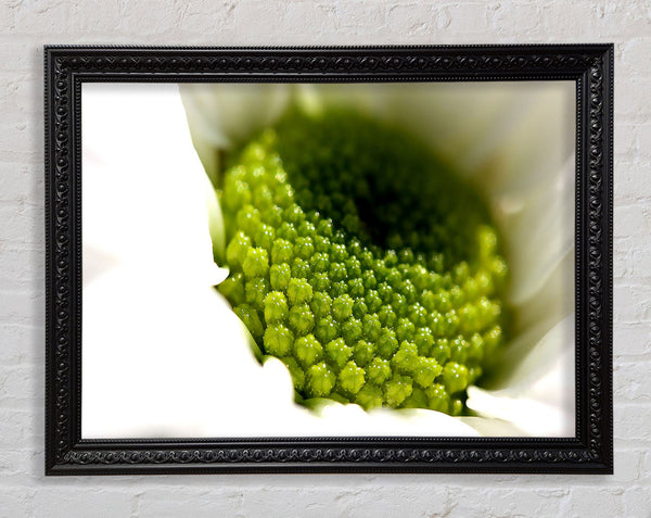 Macro Centre Of A Daisy