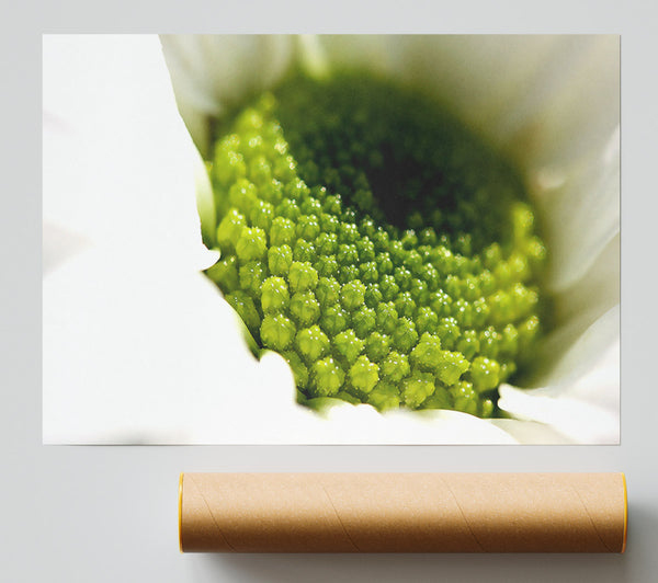 Macro Centre Of A Daisy