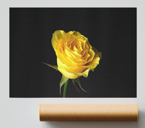 Yellow Rose On Black Background