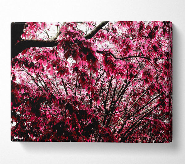 Pink Tree