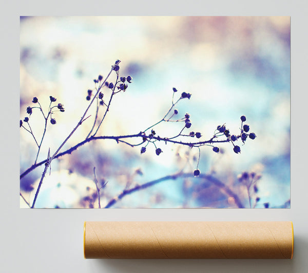 Spikey Twigs With Berries