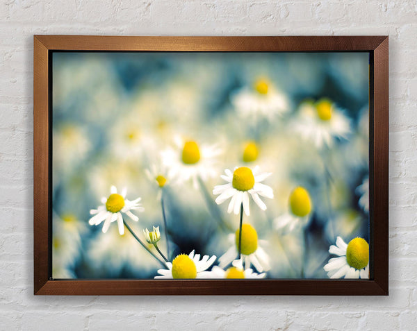 Chamomile Flowers Macro