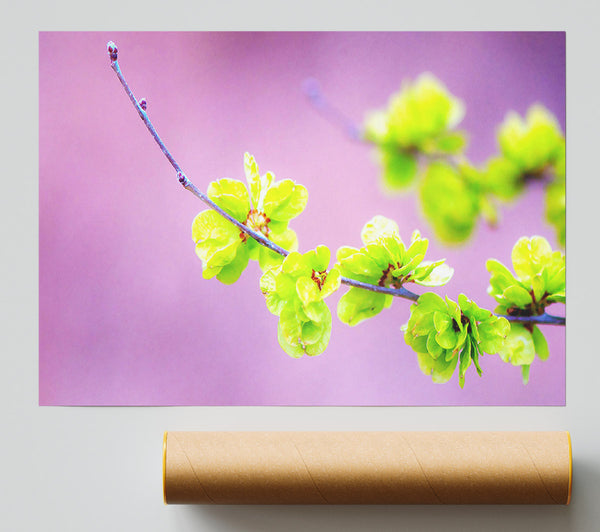 Small Green Flowers