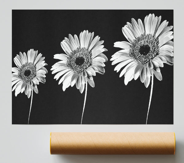 Gerbera Daisies Black And White