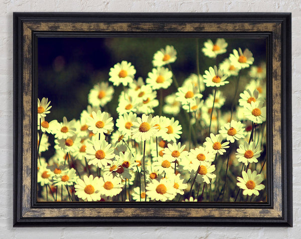 Vintage Daisies