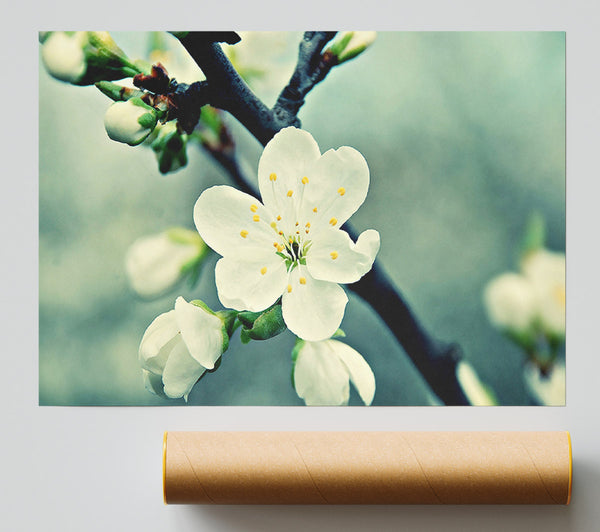 Beautiful Apple Blossom