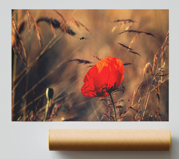 Red Poppy Field In Golden Light