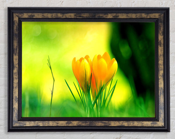 Yellow Crocus Flowers