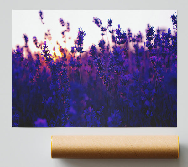 Lavender Field And Sunset