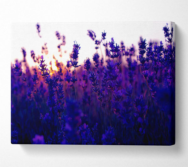 Lavender Field And Sunset