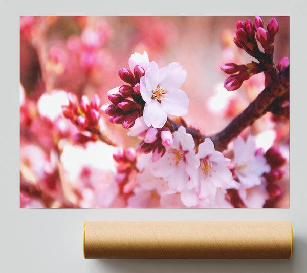 Cherry Blossom Buds