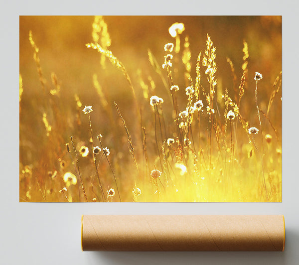 Summer Sunlight Over Field