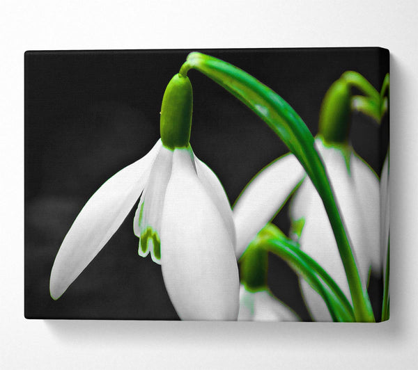 Snowdrop Flower