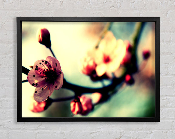 Cherry Blossom In Spring