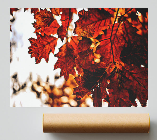 Reddish Brown Leaves