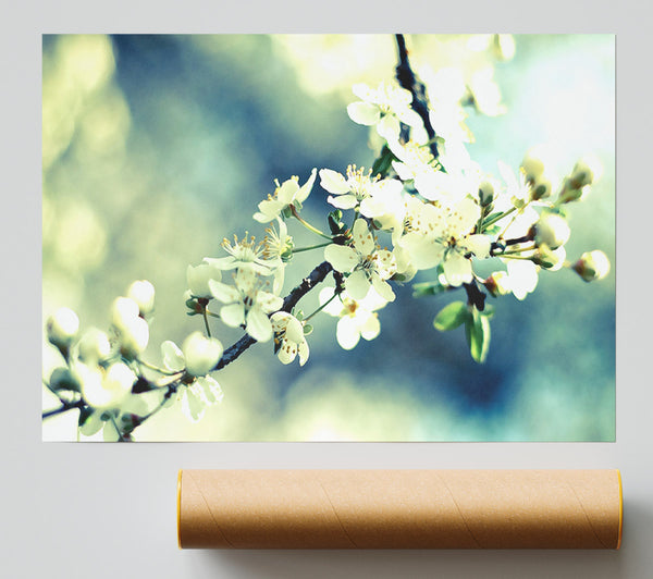 Spring Cherry Blossoms