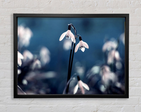 Opened Snowdrops