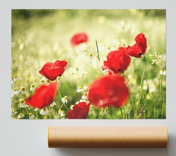 Poppies And Chamomile