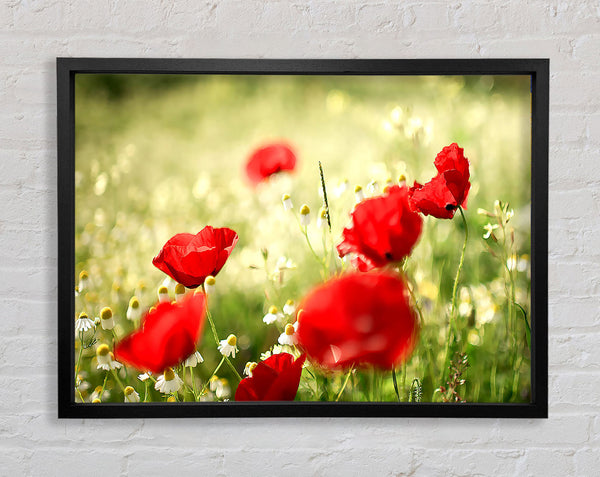 Poppies And Chamomile