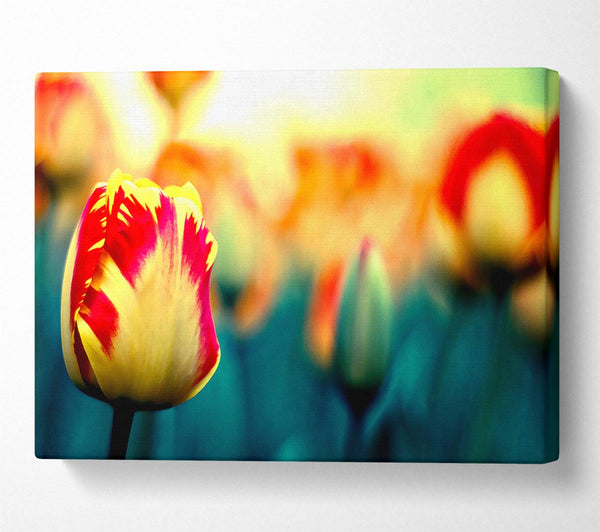 Yellow Red Tulips