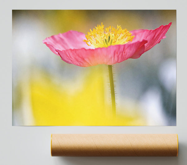 Single Pink Poppy In The Garden