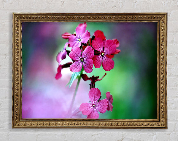 Fresh Flowers In The Garden