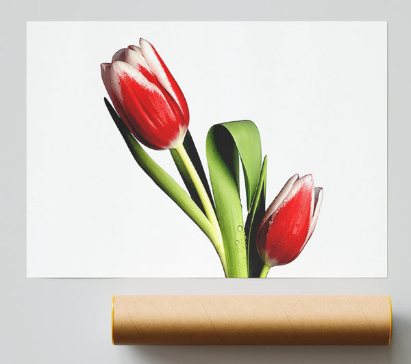 Tulip Model