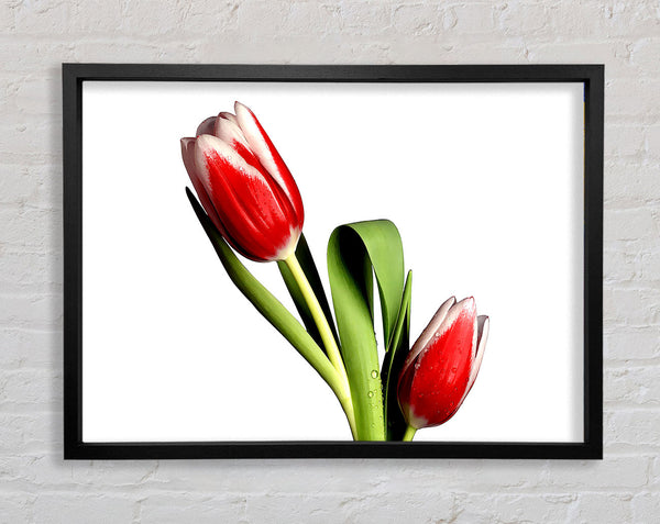 Tulip Model