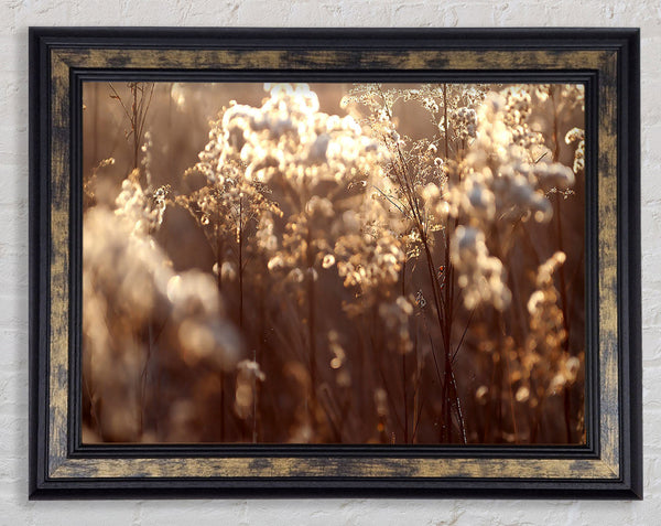 Winter Sunlight Flowers